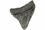 Juvenile Megalodon Tooth - South Carolina #196080-1